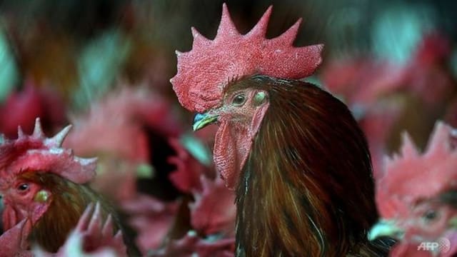 H5N1禽流感欧洲蔓延