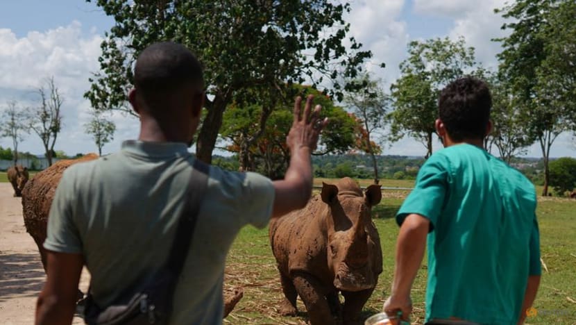 Cuba zookeepers celebrate birth of rare baby white rhino