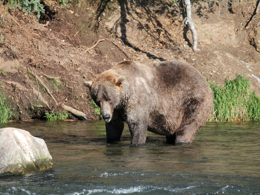Otis the bear crowned chunk champion in Alaska's Fat Bear Week TODAY