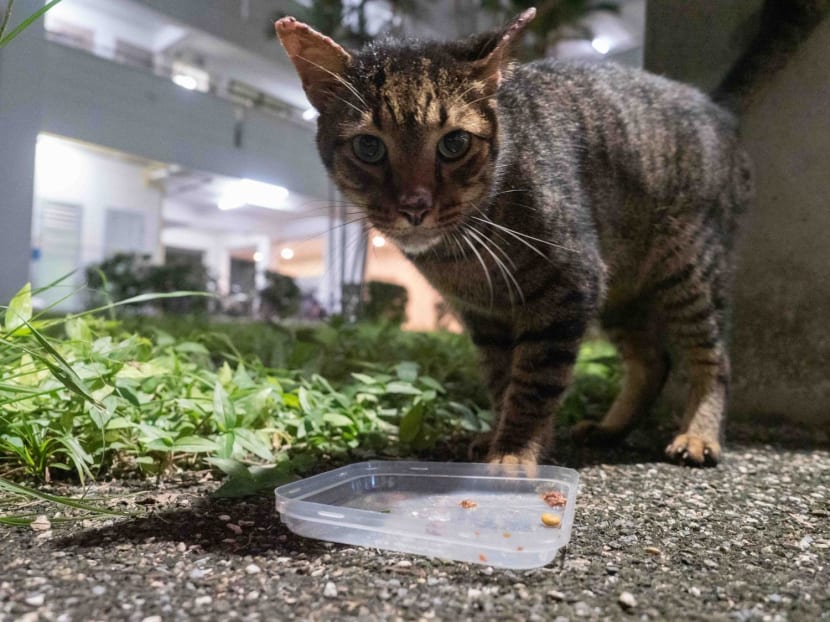 A stray cat in Jurong West.