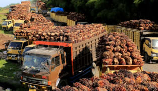Indonesia to suspend some palm oil export permits - officials