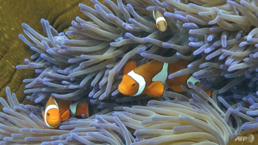 Coral bleaching impacts 98% of Great Barrier Reef: Study Coral bleaching impacts 98% of Great Barrier Reef: Study