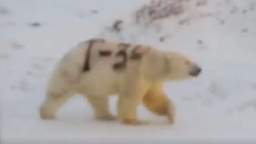 Spray-painted polar bear sparks alarm in Russia Spray-painted polar bear sparks alarm in Russia