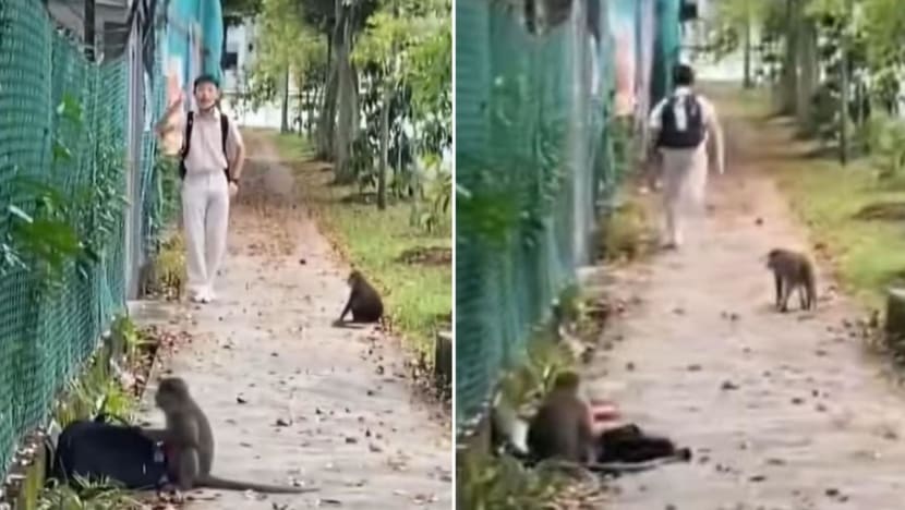 Public advised to avoid approaching, taunting monkeys following viral video of student retrieving bag Public advised to avoid approaching, taunting monkeys following viral video of student retrieving bag