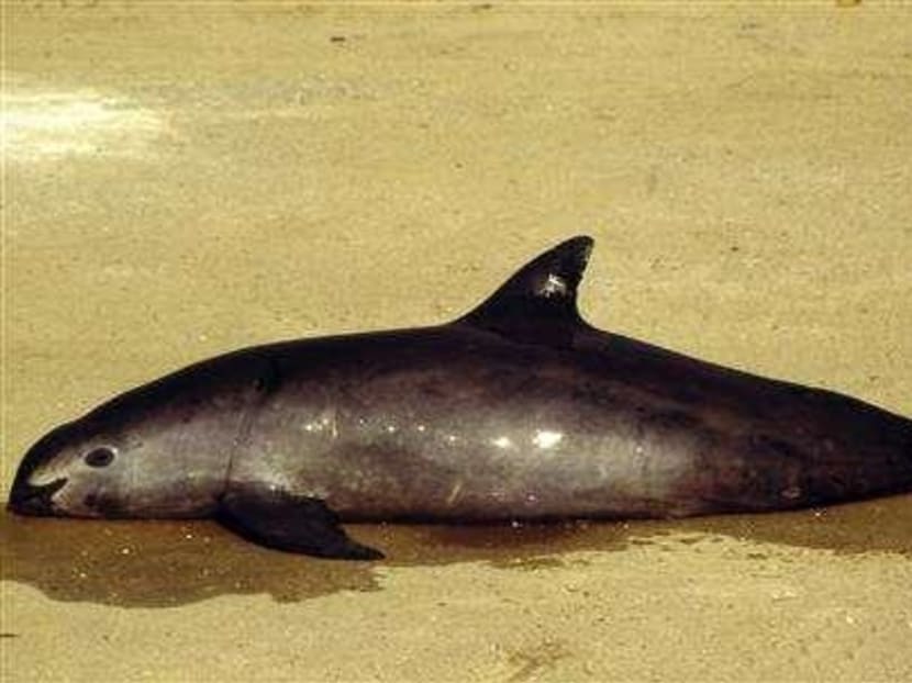 Mexico implements plan to save endangered vaquita porpoise