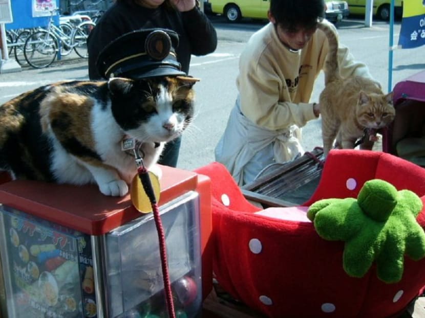 Gallery Japan mourns passing of Tama, the cat station master TODAY