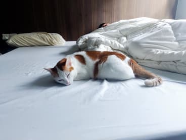 Tofu the cat sleeping on its owner's bed.