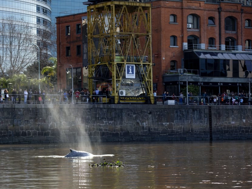 People watch a lost whale in Puerto Madero, Buenos Aires, Argentina, Monday, Aug. 3, 2015. Photo: AP
