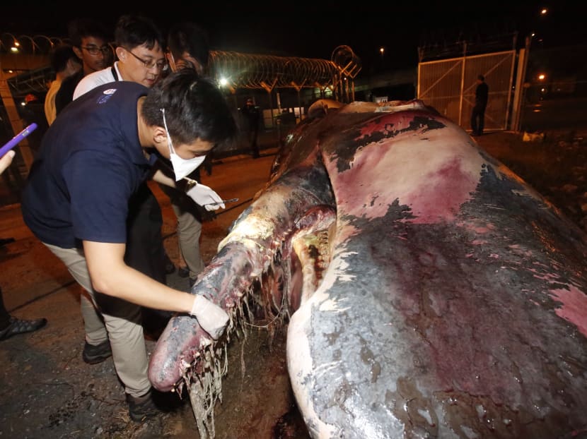 Carcass of sperm whale found near Jurong Island Carcass of sperm whale found near Jurong Island