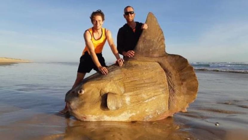 Fishing crew stunned after this washes up on Australian beach Fishing crew stunned after this washes up on Australian beach