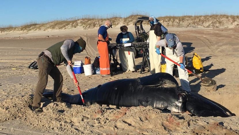 Scientists study cause of endangered whale calf's death Scientists study cause of endangered whale calf's death