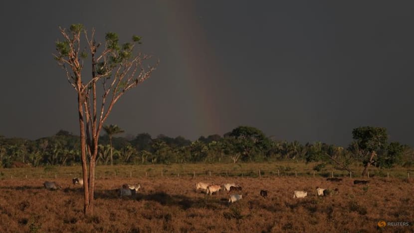 Amazon fires surge anew in Brazil as cleared forest burns Amazon fires surge anew in Brazil as cleared forest burns