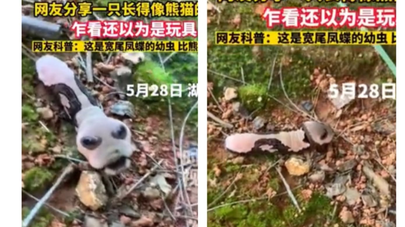 “外星熊猫虫”惊现公园 中国专家：比国宝还稀有！