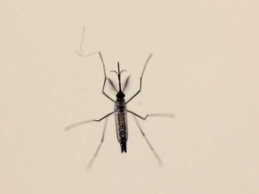 An Aedes aegypti mosquito. Photo: Reuters