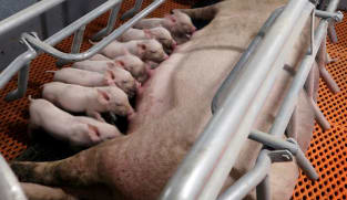 Analysis:China's big pig breeders dig in as losses and debts mount