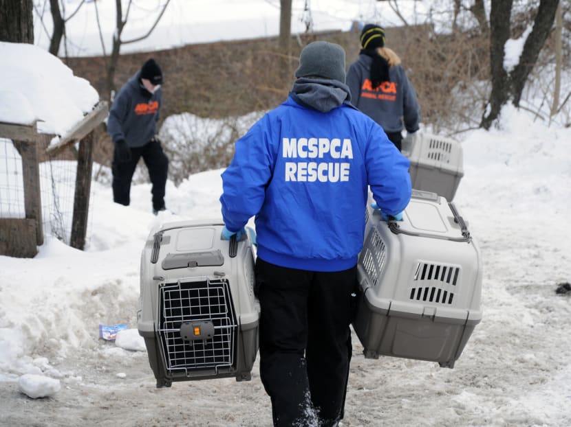 3000 Birds Rescued In Ny Cockfighting Bust Today 