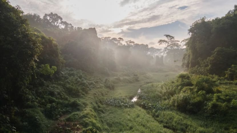 Commentary: Save forests or build 4-rooms? It’s not a zero-sum game Commentary: Save forests or build 4-rooms? It’s not a zero-sum game