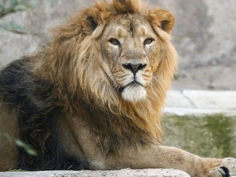 Rome zoo shows off two lion cubs born under lockdown Rome zoo shows off two lion cubs born under lockdown