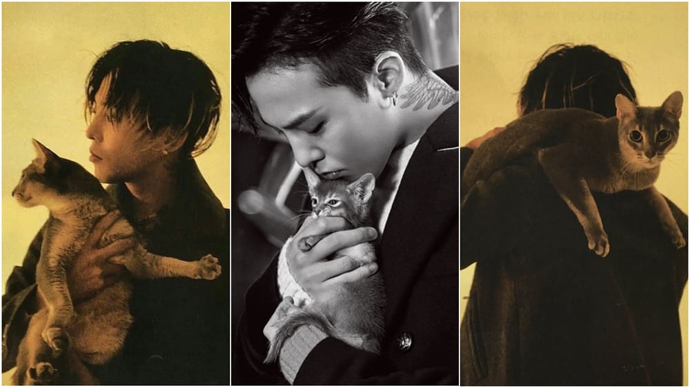 喵 快过来 12超可爱的猫奴男星 8world Entertainment Lifestyle