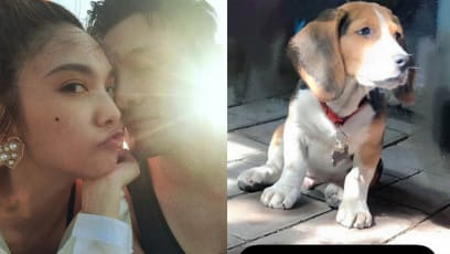 Rainie Yang Thinks This Sad-Faced Beagle Looks Just Like Her Husband Li Ronghao