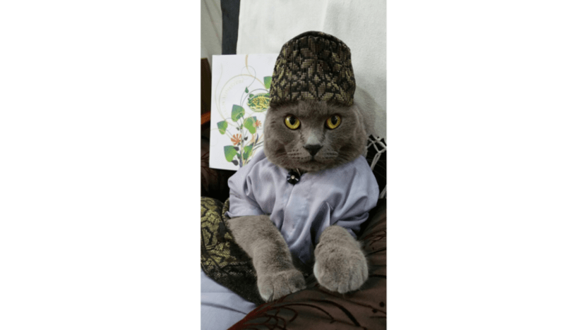 Kucing paling kacak dan segak Singapura lengkap berbaju Melayu pada Hari Raya Kucing paling kacak dan segak Singapura lengkap berbaju Melayu pada Hari Raya