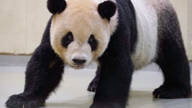 18岁大熊猫“团团”癫痫发作 台园方：不排除四川专家赴台