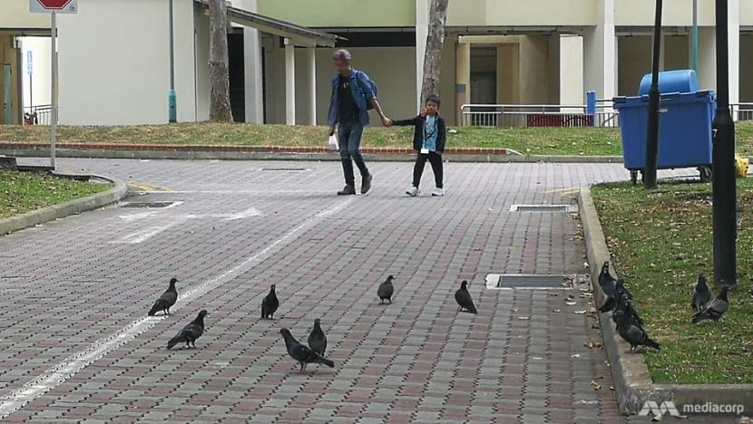 AVA urges people not to feed pigeons amid a sharp rise in feedback about the birds