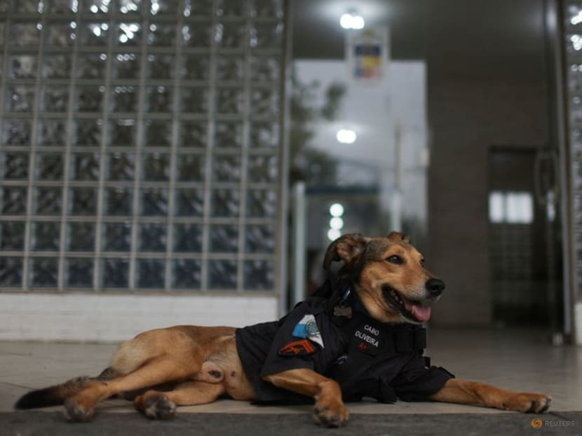 Brazil's furriest police corporal becomes Internet sensation Brazil's furriest police corporal becomes Internet sensation