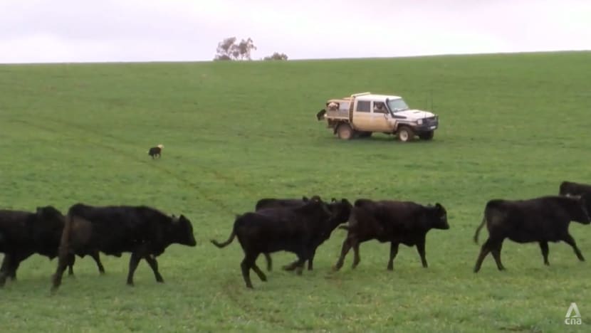 New EU deforestation law has wider impact on countries beyond region, including livelihoods of Australia’s farmers New EU deforestation law has wider impact on countries beyond region, including livelihoods of Australia’s farmers