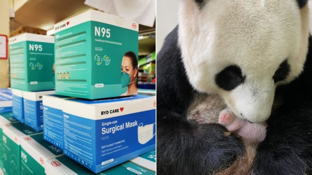 淡马锡基金会再派免费口罩 大熊猫幼崽成长录步步追