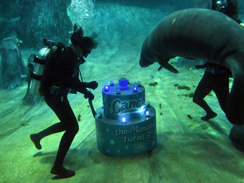 Aquarists deliver a "cake" for Canola, a Singapore-born manatee, to celebrate its third birthday at the River Safari in Singapore on July 26, 2017. Canola, weighing over 30 kilograms at birth, celebrated its third birthday 10 times heavier weighing around 300 kilogrames on July 26. Photo: AFP