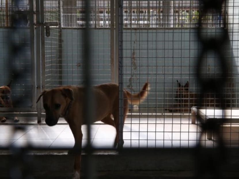 Likening the authorities’ new housing facility for animals at Sungei Tengah to “concentration camps”, an online petition urging the Agri-Food and Veterinary Authority of Singapore (AVA) to review the design of the facility for animal shelters and pet farms has garnered nearly over 1,400 signatures since Wednesday (Sept 13). TODAY file photo