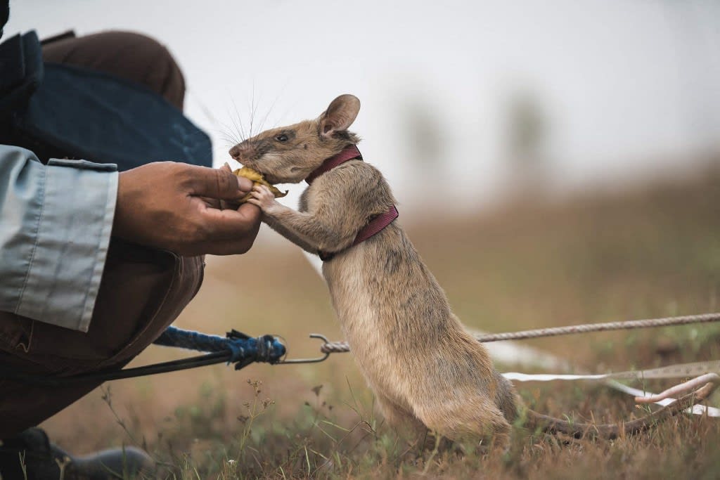 An undated handout picture released by UK veterinary charity PDSA on Sept 25, 2020 shows Magawa, an African giant pouched rat receiving a treat while at work detecting landmines in Cambodia.