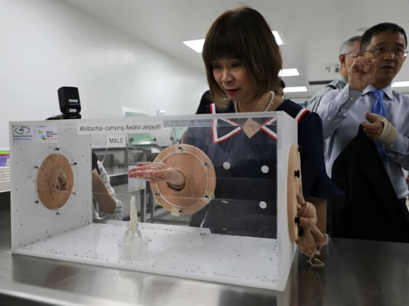 Dr Amy Khor, Senior Minister of State for the Environment and Water Resources, places her hand in a container of Wolbachia-carrying Aedes aegypti mosquitoes at a new National Environment Agency-run facility that was officially opened on Dec 2, 2019.