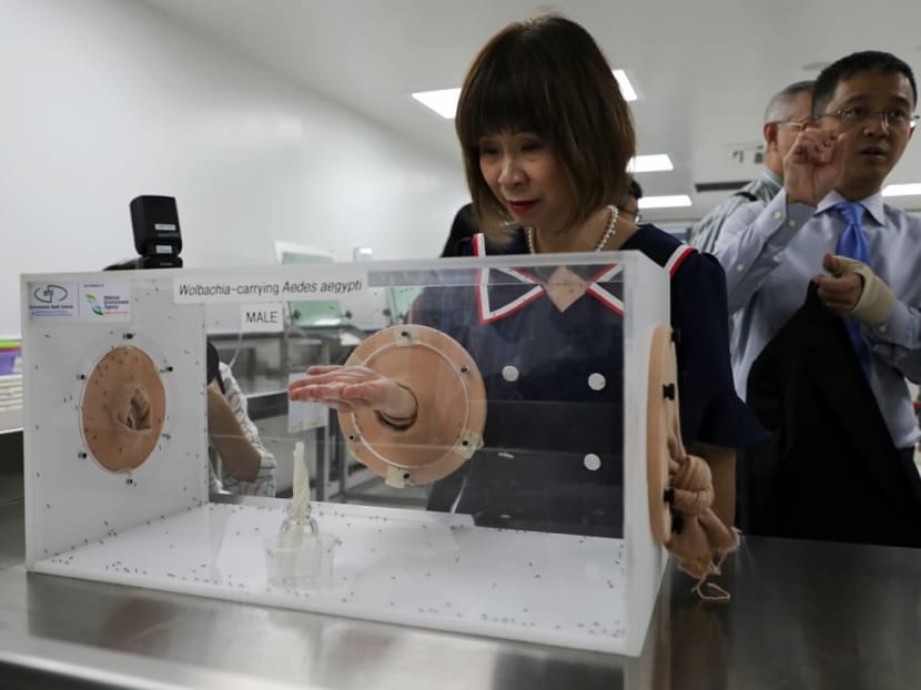 Dr Amy Khor, Senior Minister of State for the Environment and Water Resources, places her hand in a container of Wolbachia-carrying Aedes aegypti mosquitoes at a new National Environment Agency-run facility that was officially opened on Dec 2, 2019. Dr Amy Khor, Senior Minister of State for the Environment and Water Resources, places her hand in a container of Wolbachia-carrying Aedes aegypti mosquitoes at a new National Environment Agency-run facility that was officially opened on Dec 2, 2019.