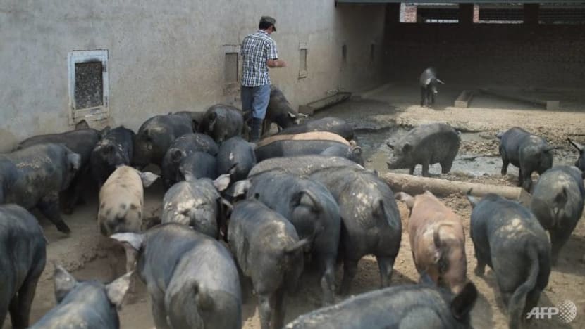 Swine fever outbreak may bury China's small pig farmers Swine fever outbreak may bury China's small pig farmers
