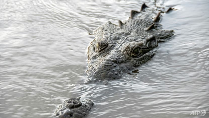 Crocodile kills 1-year-old boy, injures father in Sabah, Malaysia: Reports