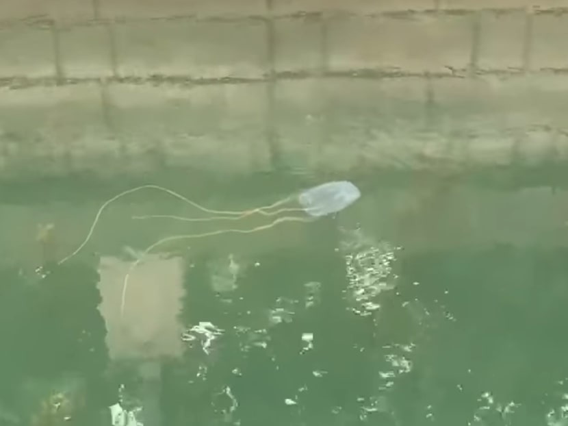 Beach-goers and swimmers at various locations advised to be alert after sightings of dangerous box jellyfish Beach-goers and swimmers at various locations advised to be alert after sightings of dangerous box jellyfish