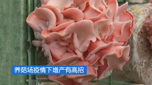 焦点 | 养菇场疫情下增产有高招
