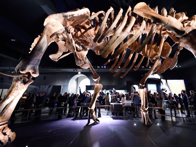 The Titanosaur is displayed at the American Museum of Natural History on January 14, 2016 in New York.