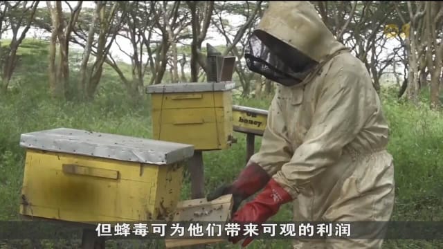 蜂毒疗法日益盛行 肯尼亚蜂农转向采集蜂毒