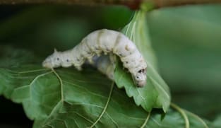 Cubans put Asian silkworms to work for artisans in experimental project