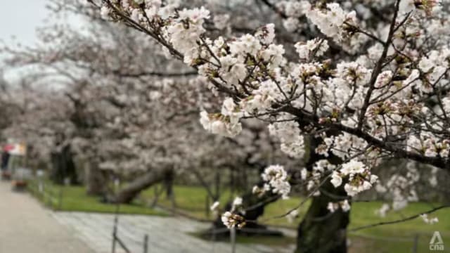 日本樱花季或提前 东京料将最先开花 