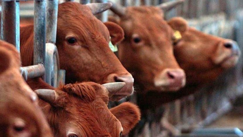 Commentary: We should eat more plants but countries subsidise meat and dairy farming Commentary: We should eat more plants but countries subsidise meat and dairy farming