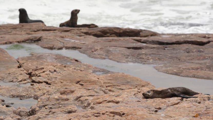 South Africa investigates seal deaths along Cape coast South Africa investigates seal deaths along Cape coast