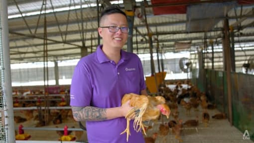 Fresh off the boat: Singapore’s chicken supplies get a boost, in a world of food disruptions
