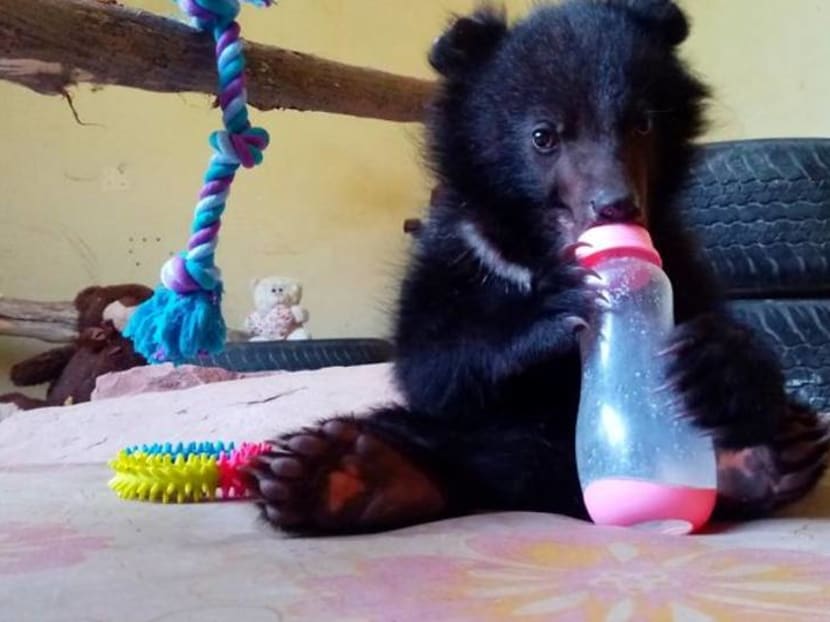 Bear necessities: Rescued cub prepares for life back in Kashmir wild Bear necessities: Rescued cub prepares for life back in Kashmir wild
