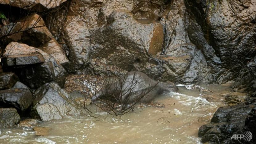 Five more Thai elephants die in waterfall plunge Five more Thai elephants die in waterfall plunge