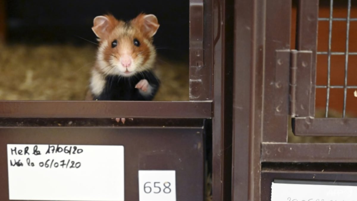 unwanted hamster pets at home