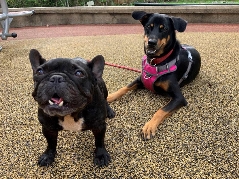 The writer’s dogs Goji (left), a French bulldog estimated to be five years old, and Solomon (right), a 1.5-year-old “Singapore Special”, otherwise known as a mongrel. Both dogs use harnesses on walks and are trained with positive reinforcement techniques, such as rewards and praise.